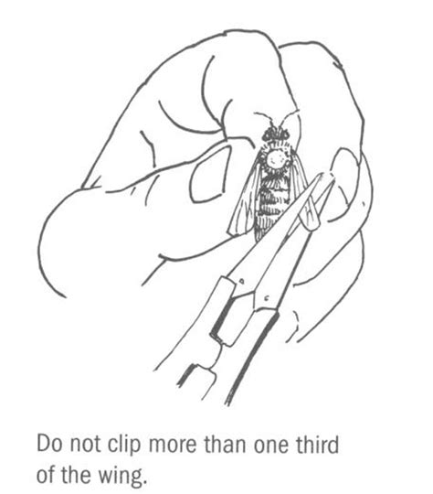 BeesWing.net: Wing clipping of the queen bee .